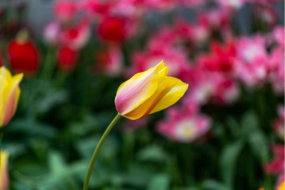 Tulipan 'Blushing Lady'